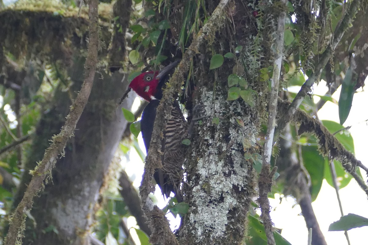 Guayaquil Woodpecker - ML56592131