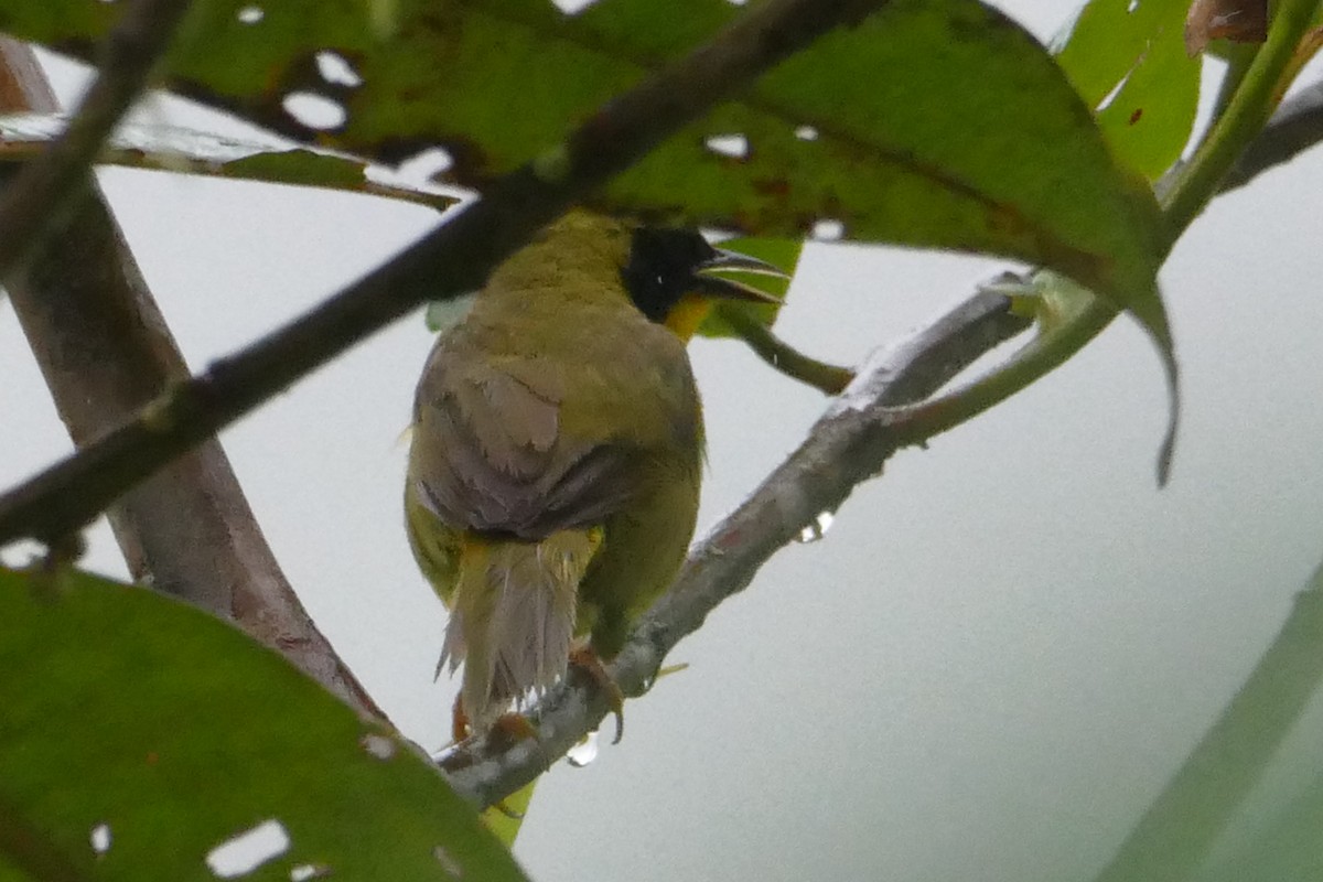 Olive-crowned Yellowthroat - ML56592961