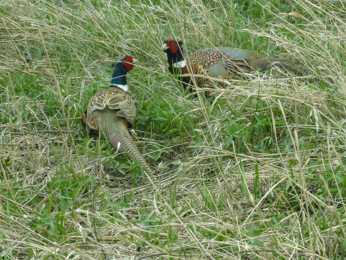 Ring-necked Pheasant - ML565930071