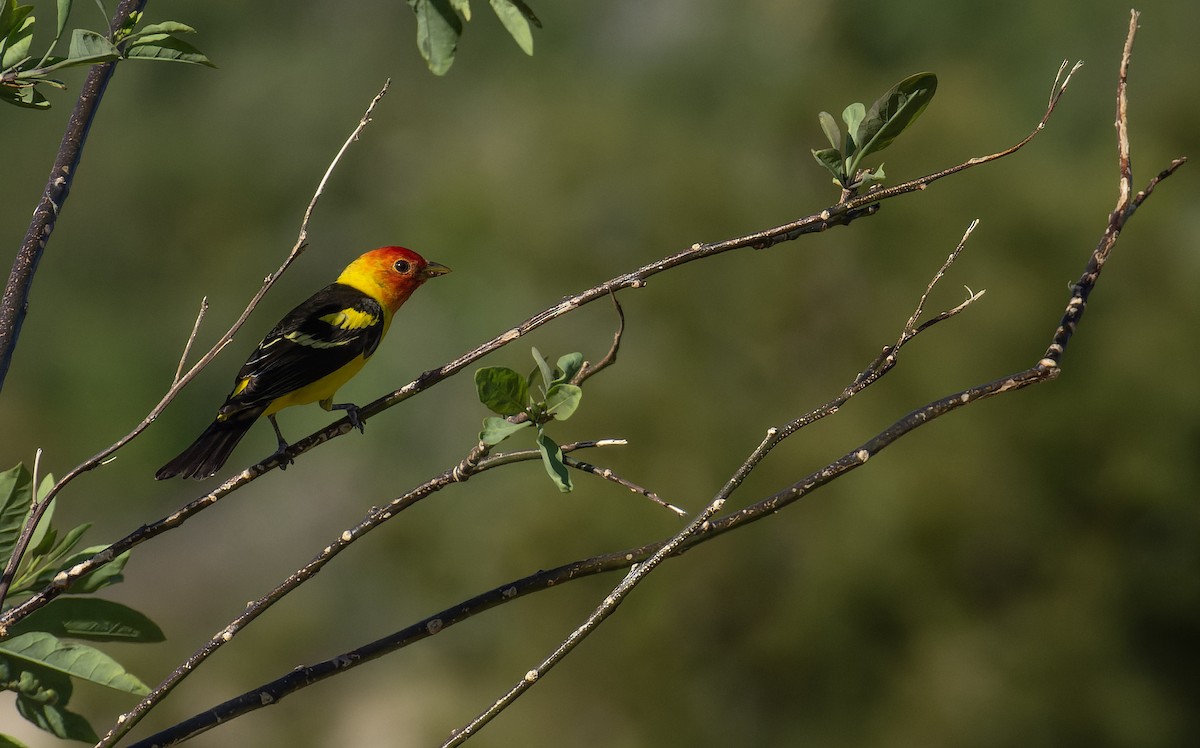 Western Tanager - ML565930891
