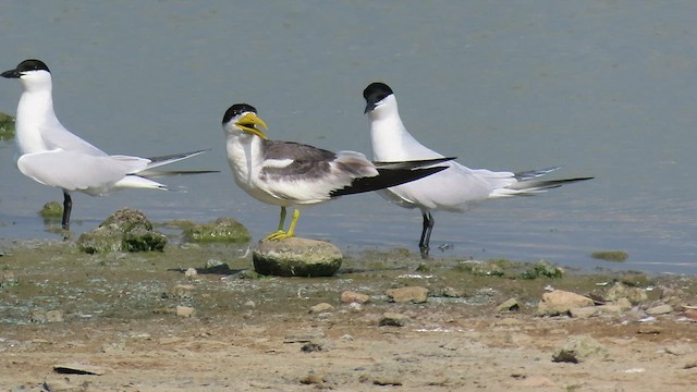 Gull-billed Tern - ML565932201