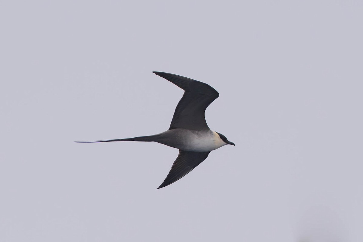 Long-tailed Jaeger - ML565934481
