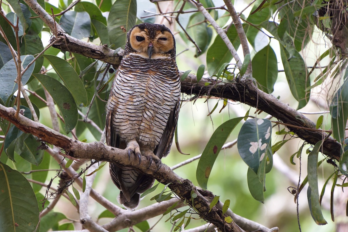 Spotted Wood-Owl - ML565935121