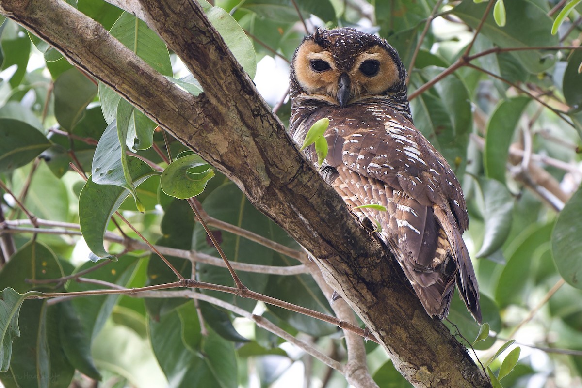 Spotted Wood-Owl - ML565935201