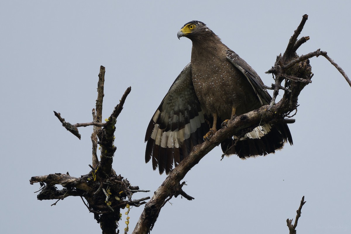 Crested Serpent-Eagle - ML565936231