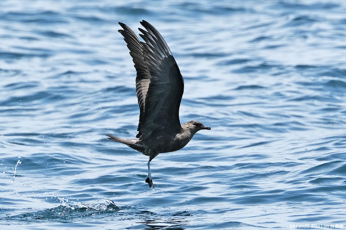 Long-tailed Jaeger - ML565938371