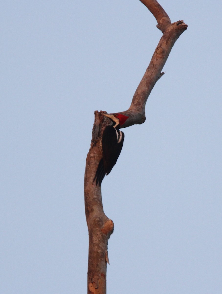 Crimson-crested Woodpecker - ML56593931