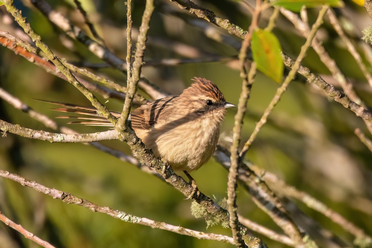 Striolated Tit-Spinetail - ML565941071