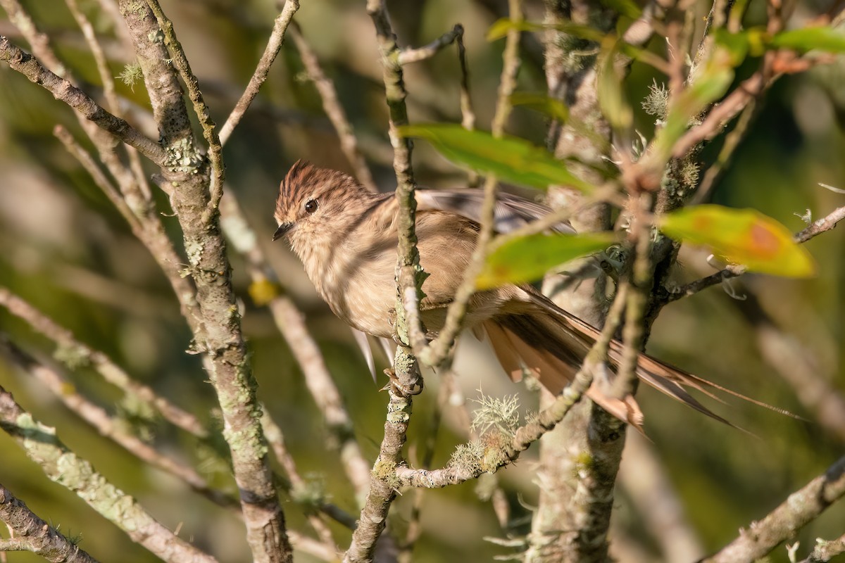 Striolated Tit-Spinetail - ML565941081