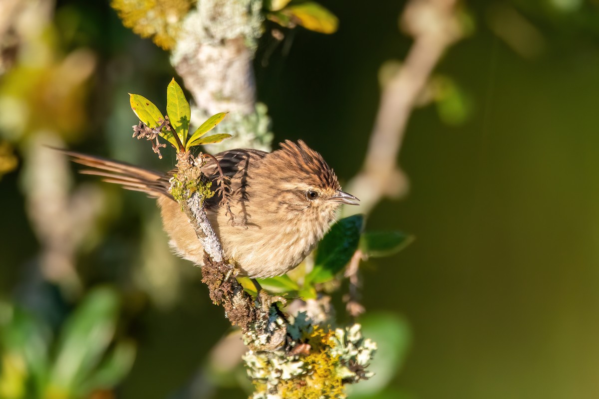 Striolated Tit-Spinetail - ML565941091