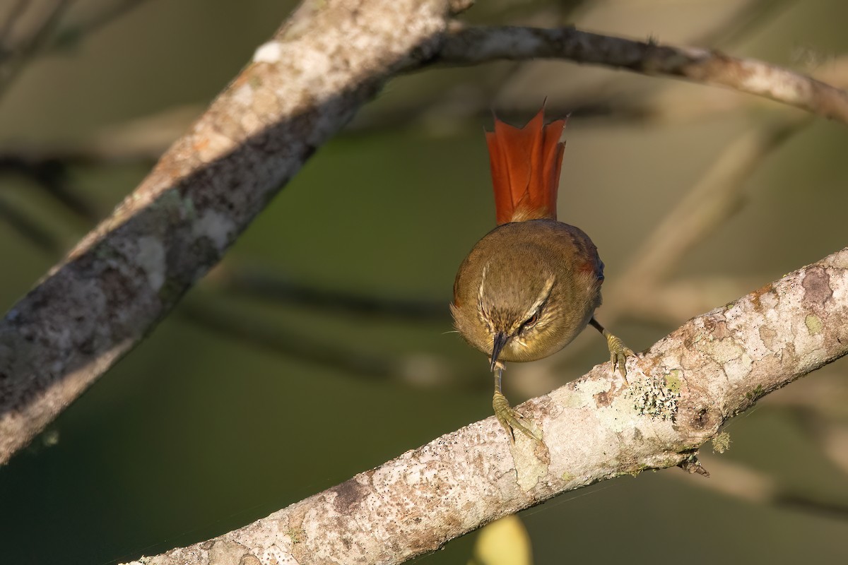 Olive Spinetail - ML565941181