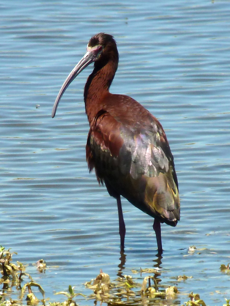 White-faced Ibis - Charlotte Byers