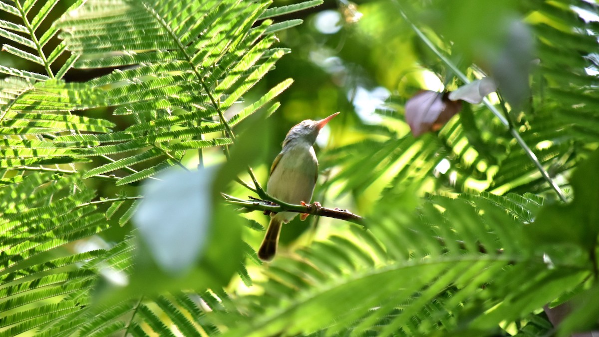 Common Tailorbird - Kanmethar Chanthap