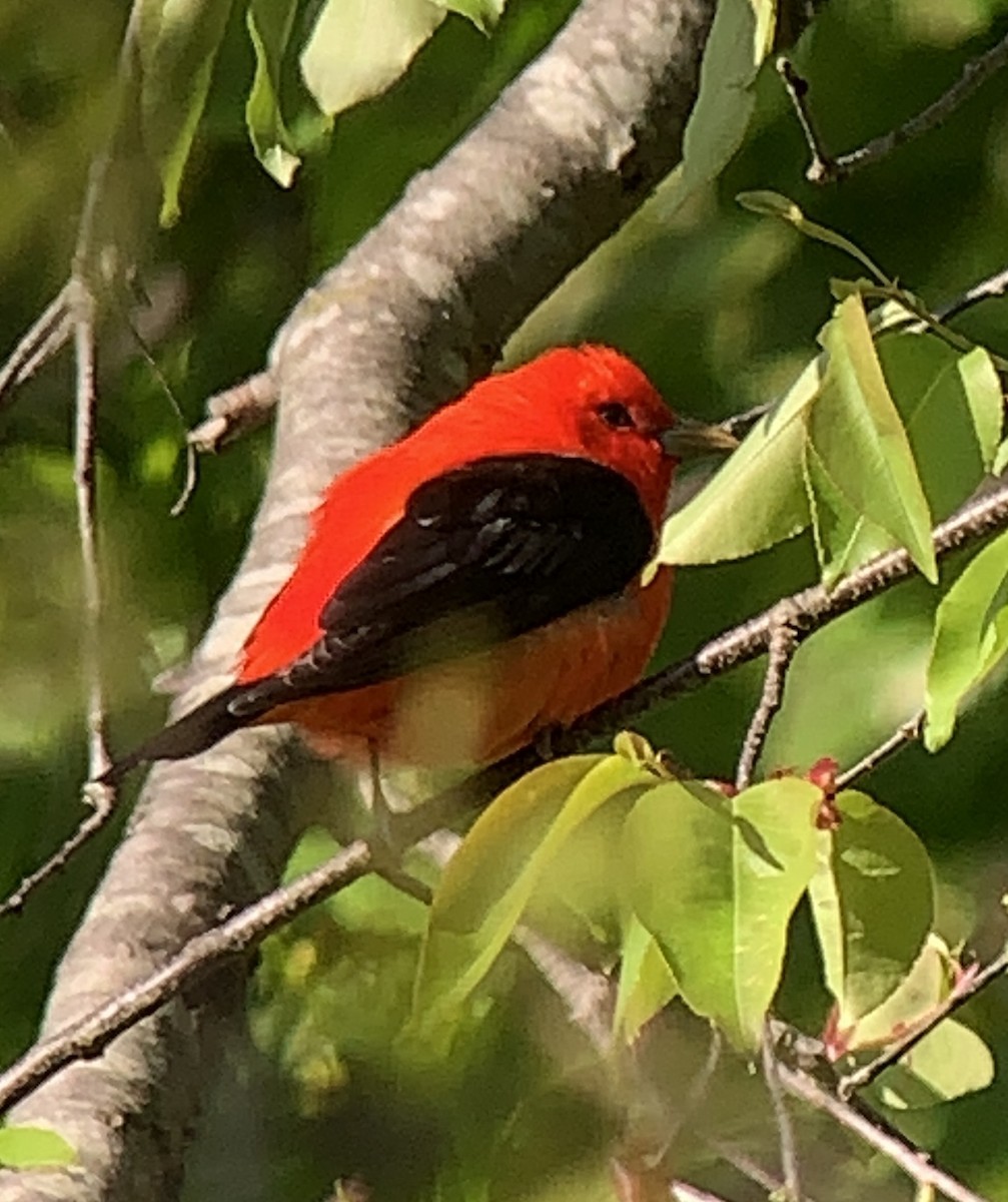 Scarlet Tanager - ML565945531