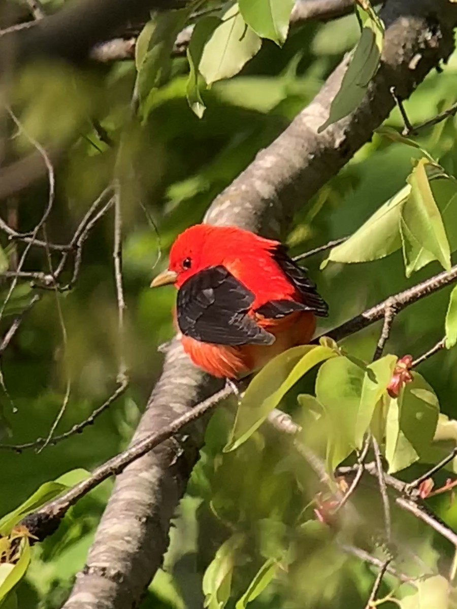 Scarlet Tanager - ML565945541