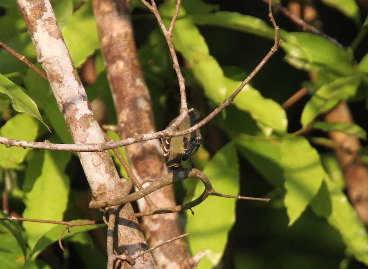 Yellow-crowned Tyrannulet - ML56594751