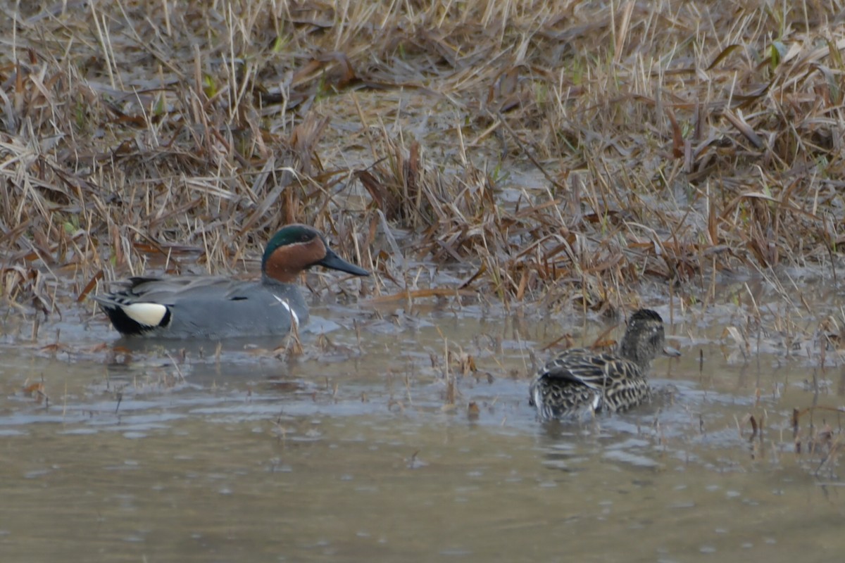 Green-winged Teal - ML565947881