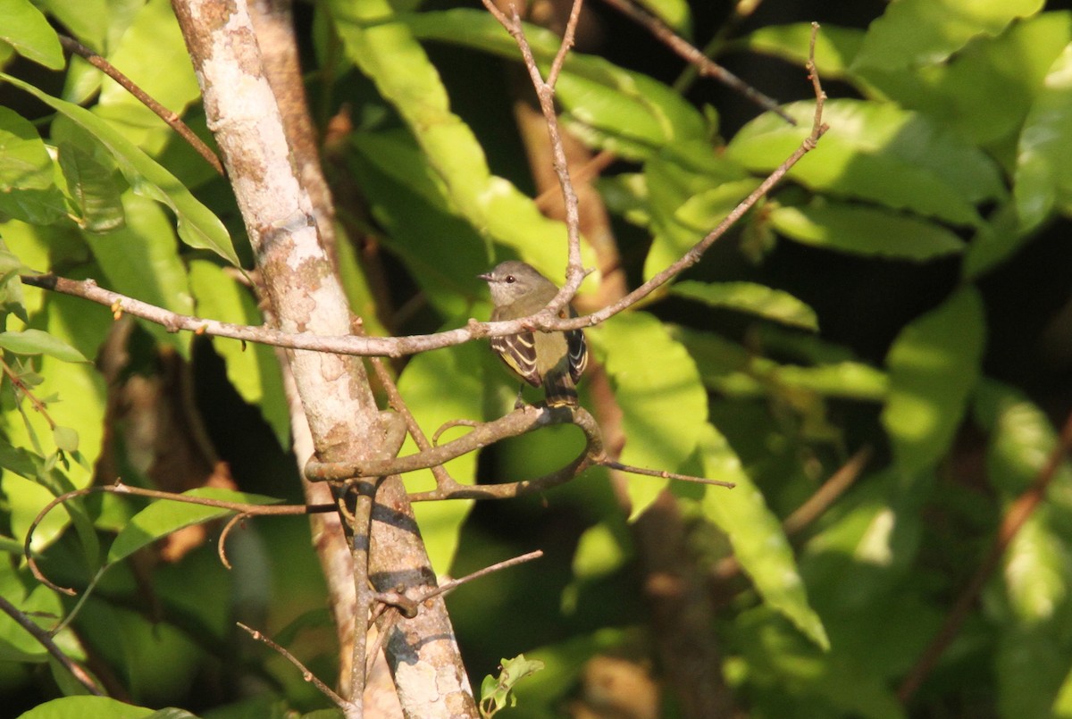 Yellow-crowned Tyrannulet - ML56594821