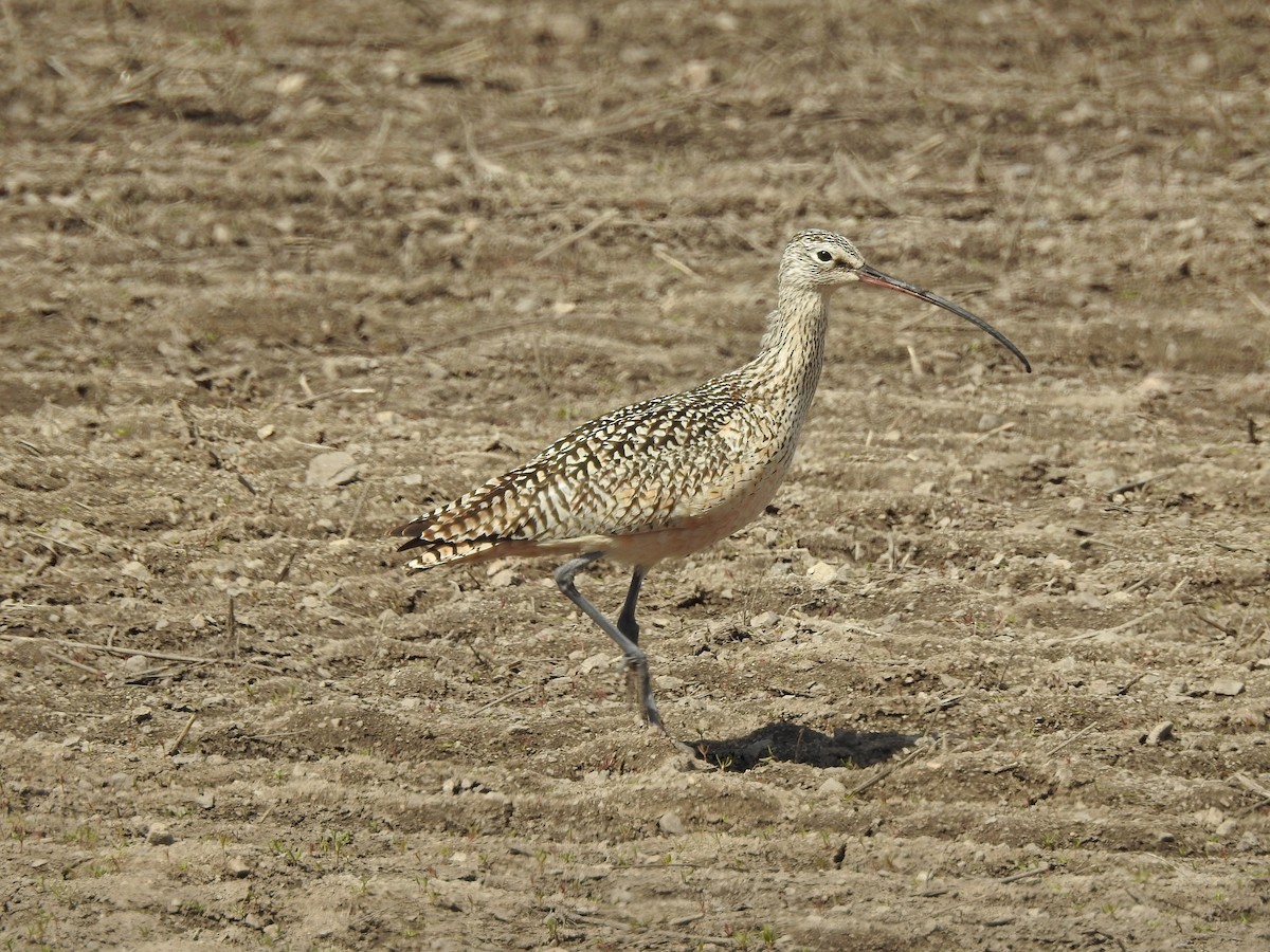 Long-billed Curlew - ML56595201
