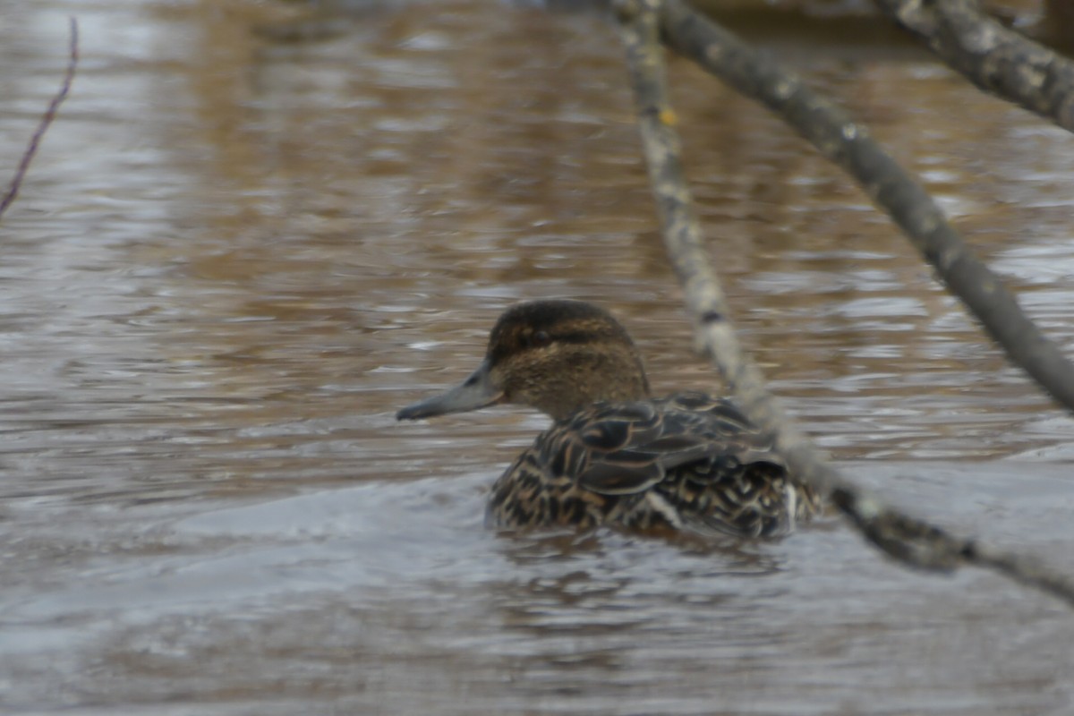 Green-winged Teal - ML565952181