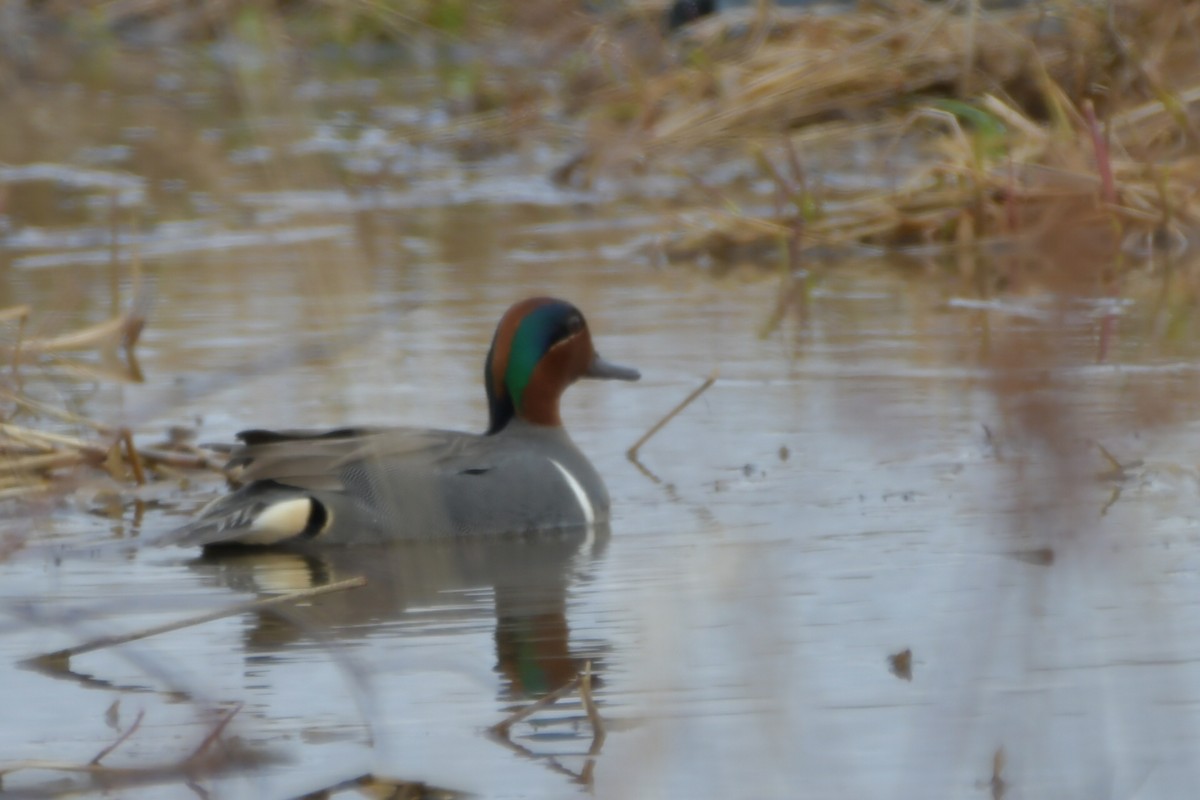 Green-winged Teal - ML565952191
