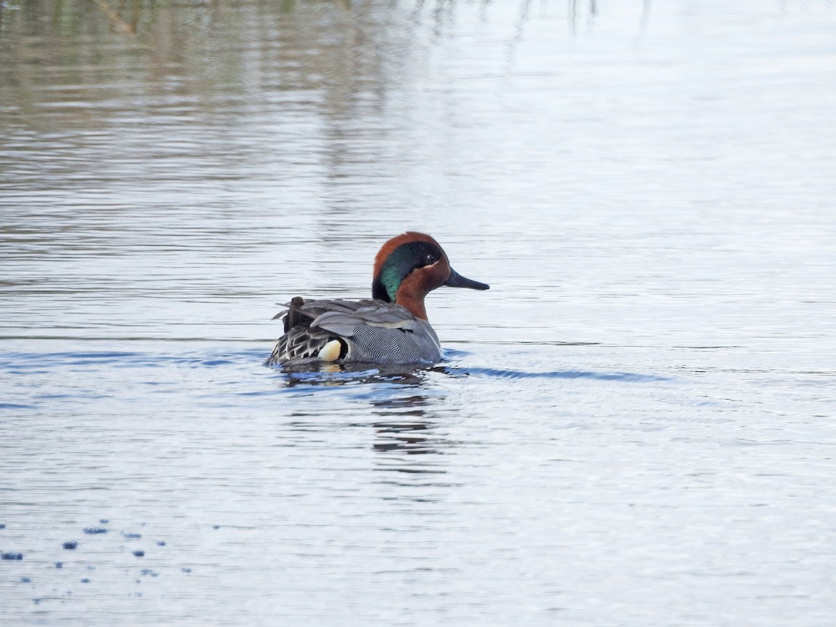 Green-winged Teal - ML56595251