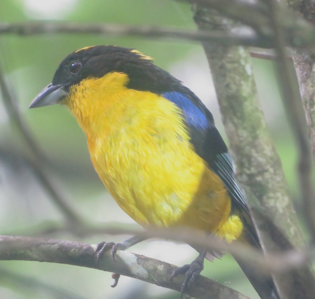 Blue-winged Mountain Tanager - ML565953081