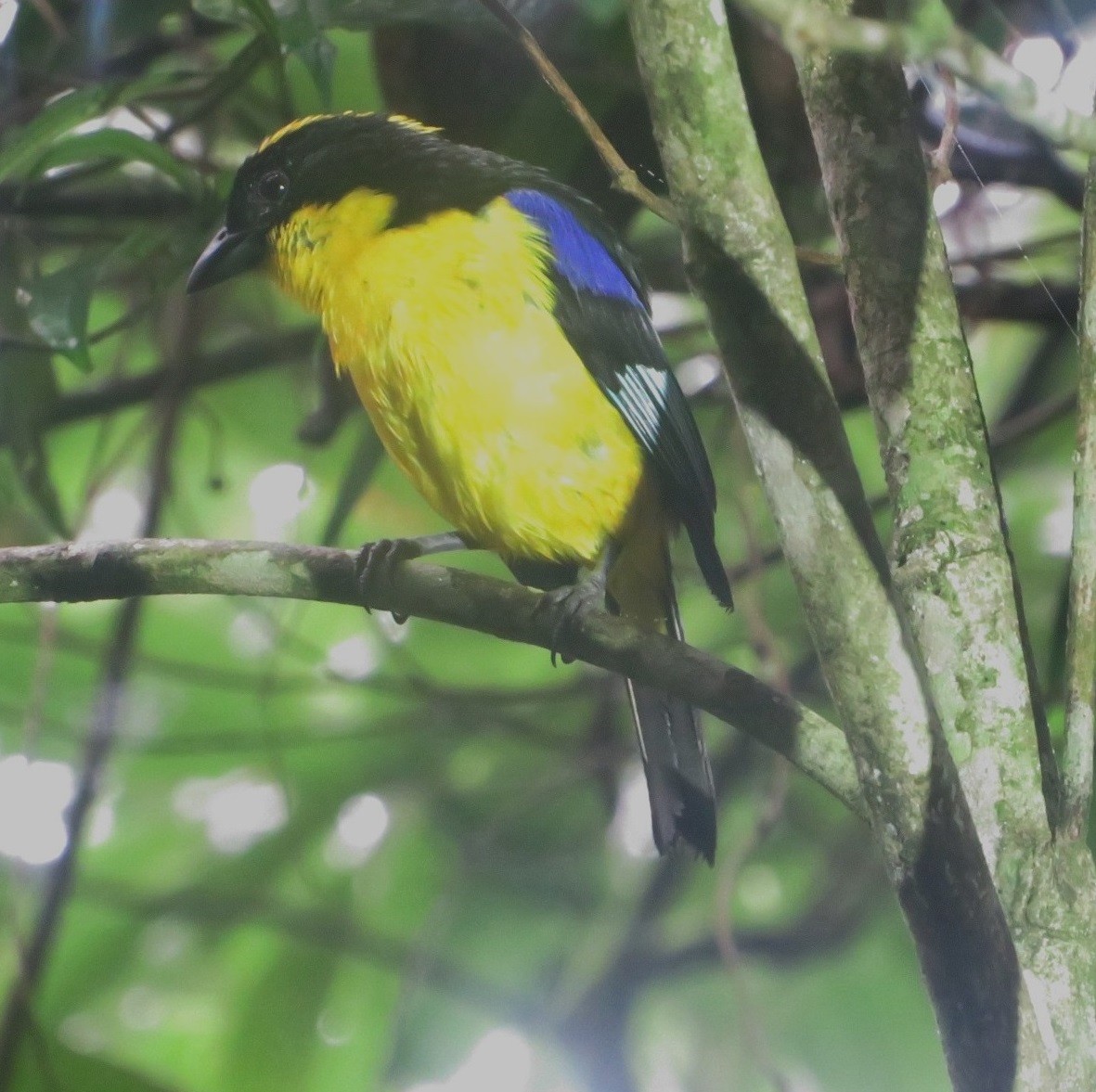 Blue-winged Mountain Tanager - ML565953111