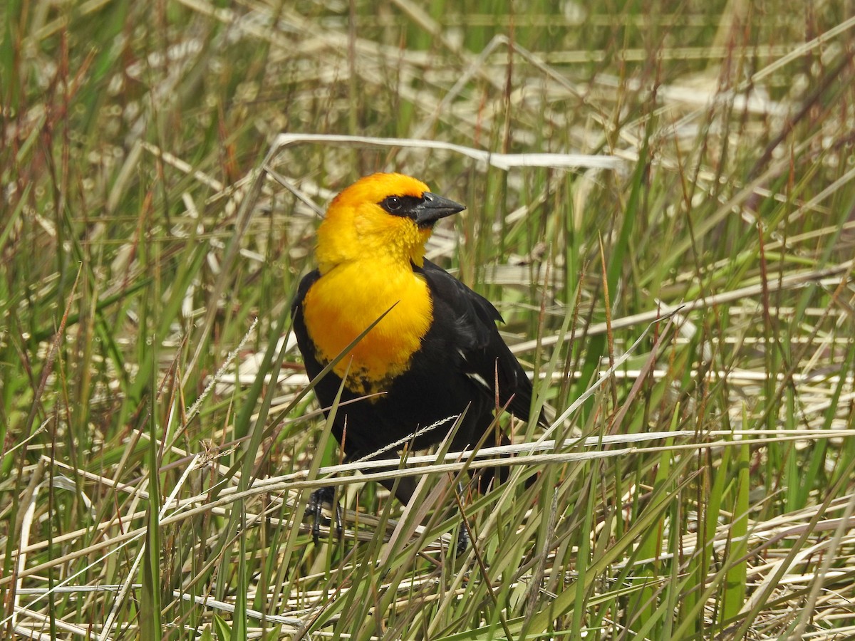 Yellow-headed Blackbird - ML56595521