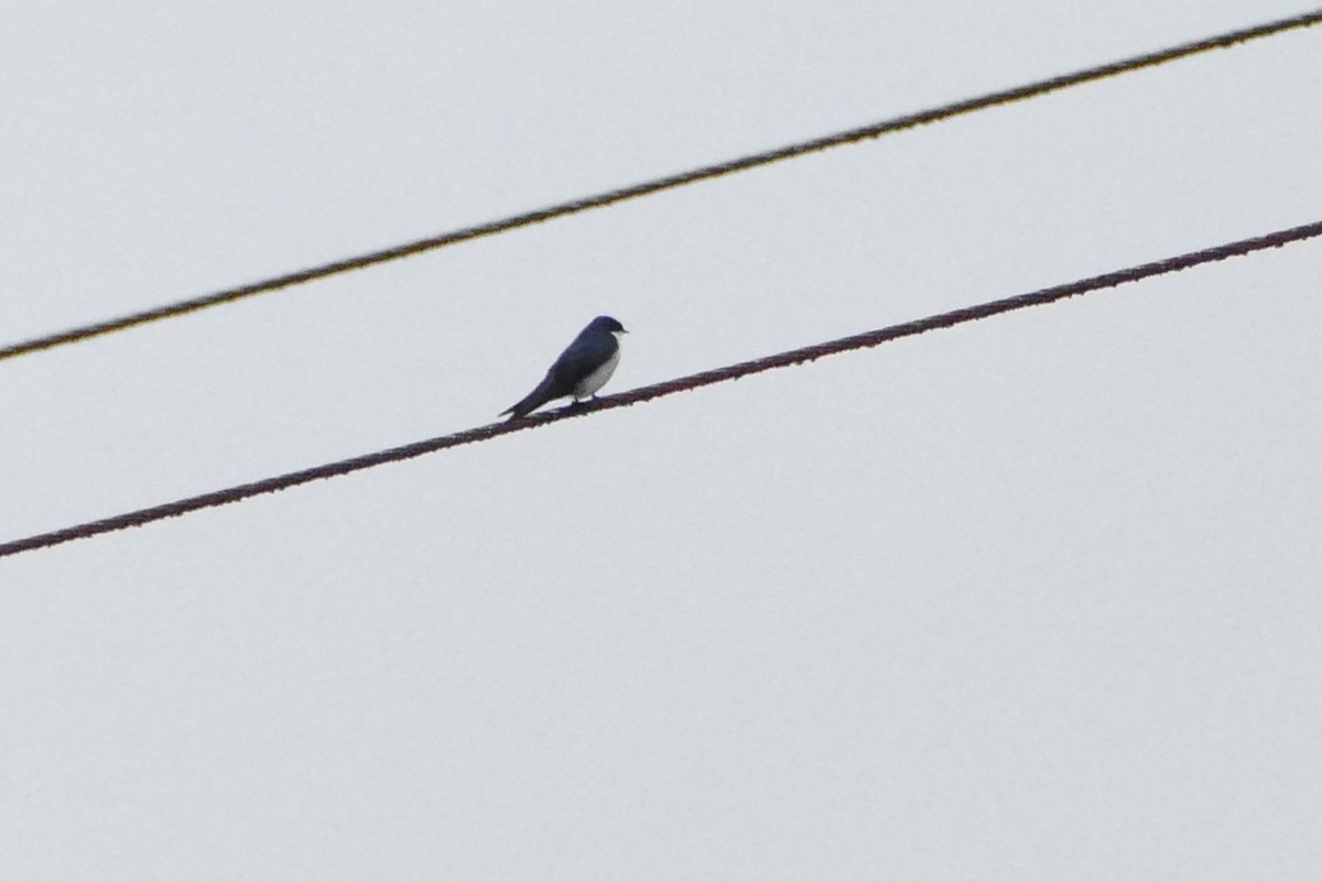 Blue-and-white Swallow - ML56595741