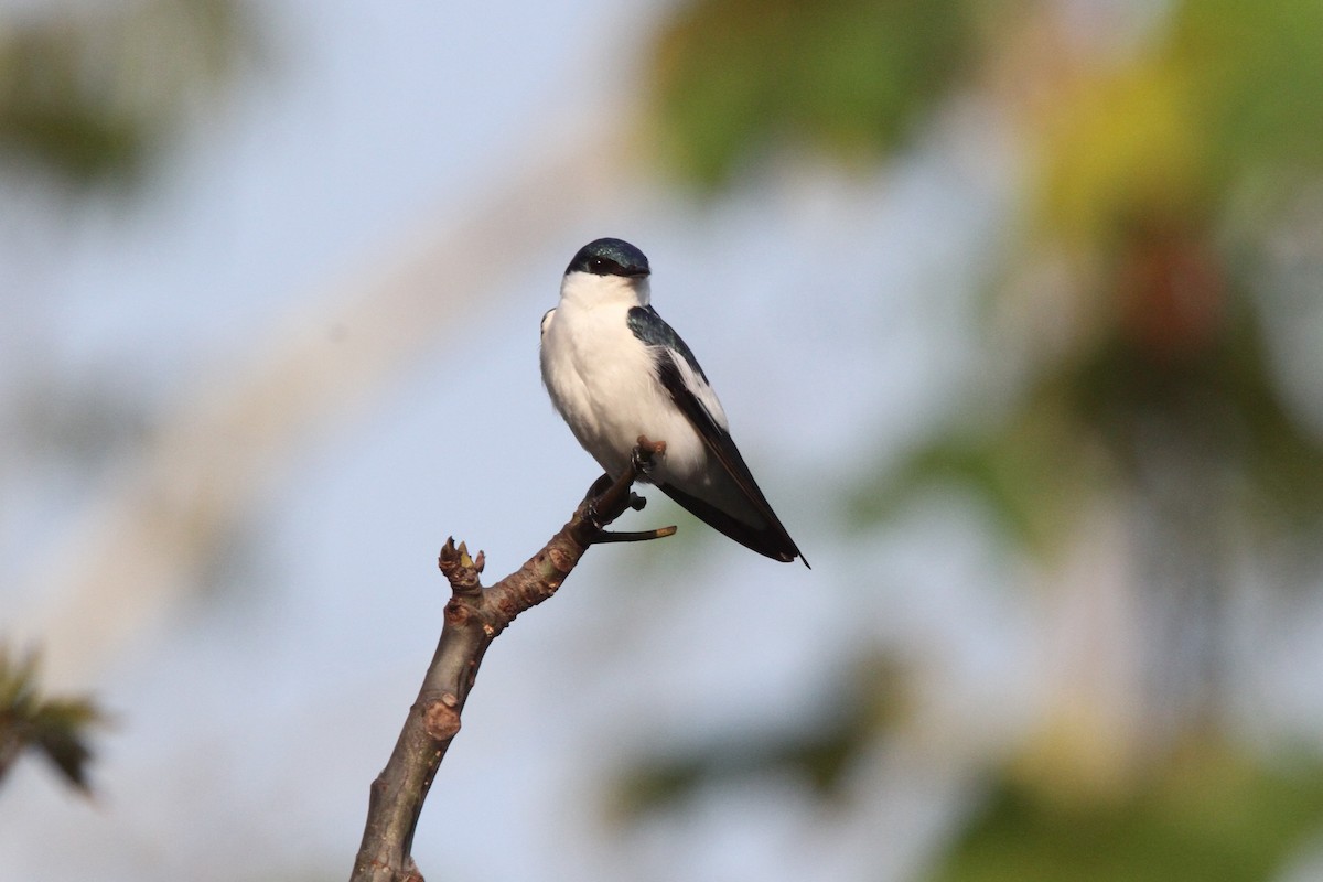 White-winged Swallow - ML56595811