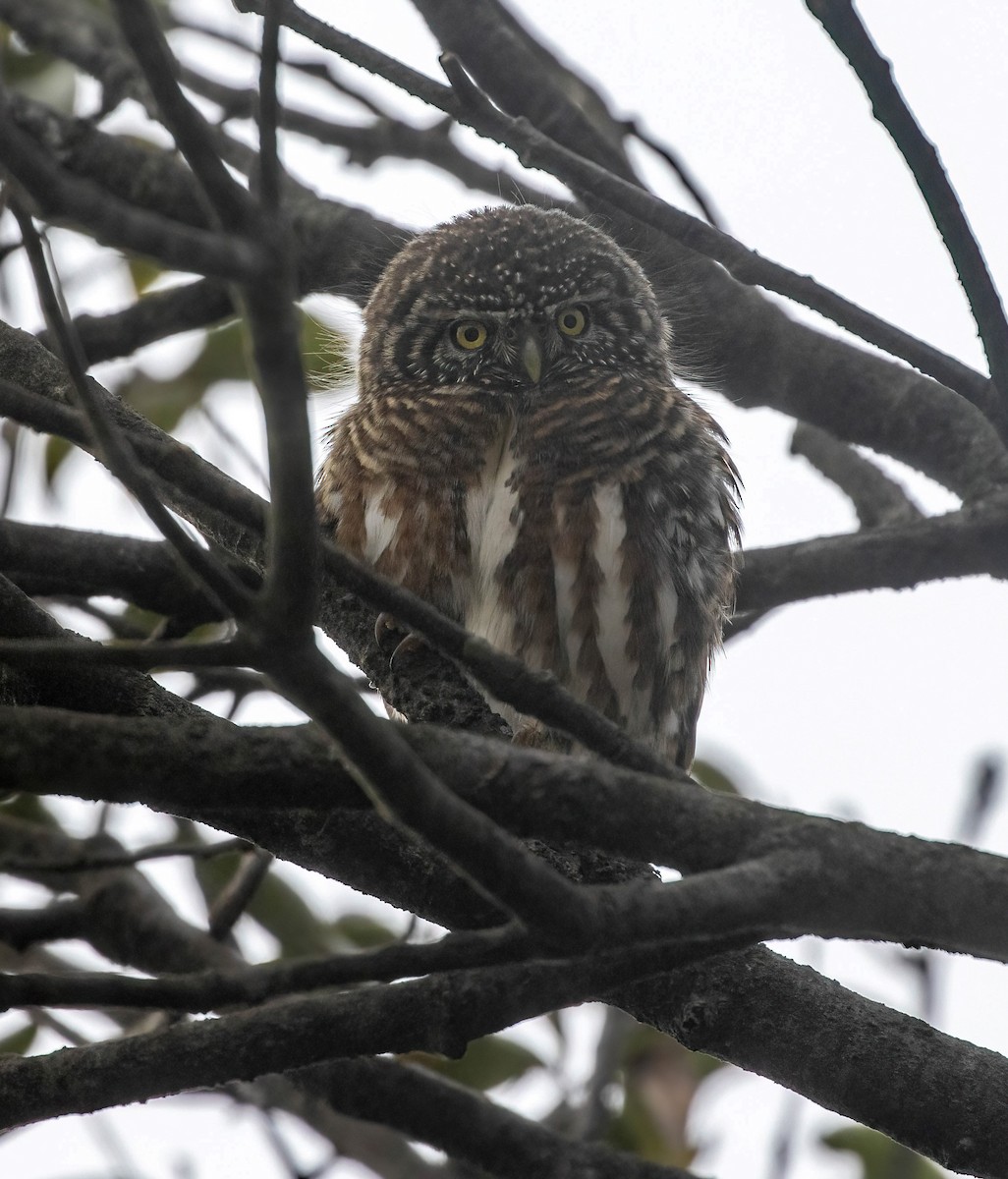 Collared Owlet - ML565958491