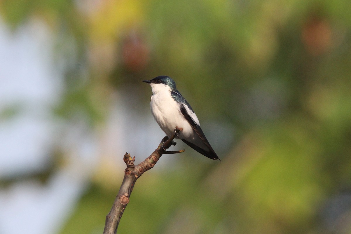 White-winged Swallow - ML56595871