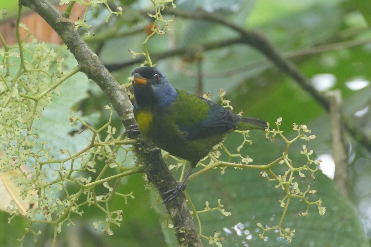 Moss-backed Tanager - ML56595911
