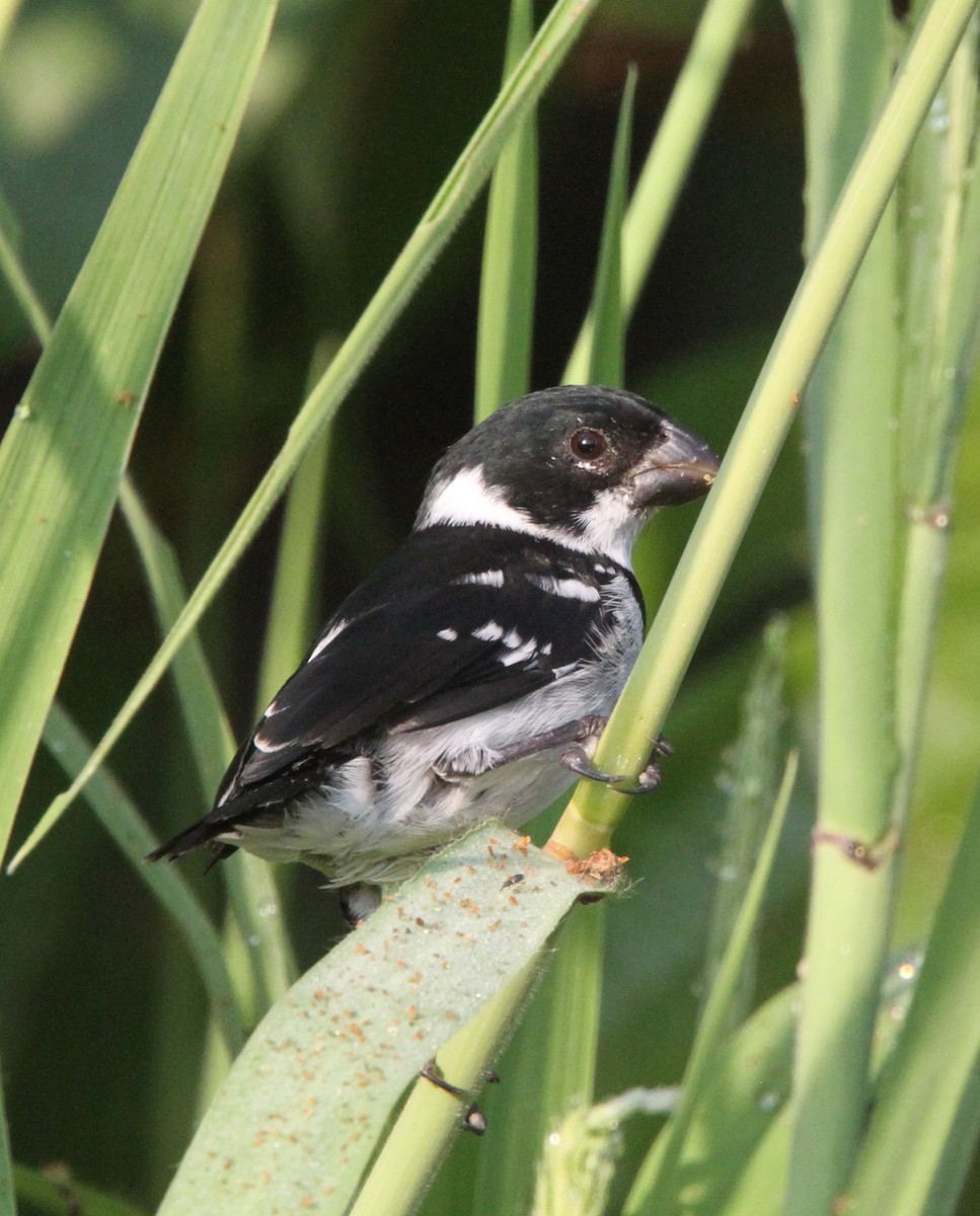 Wing-barred Seedeater - ML56596161