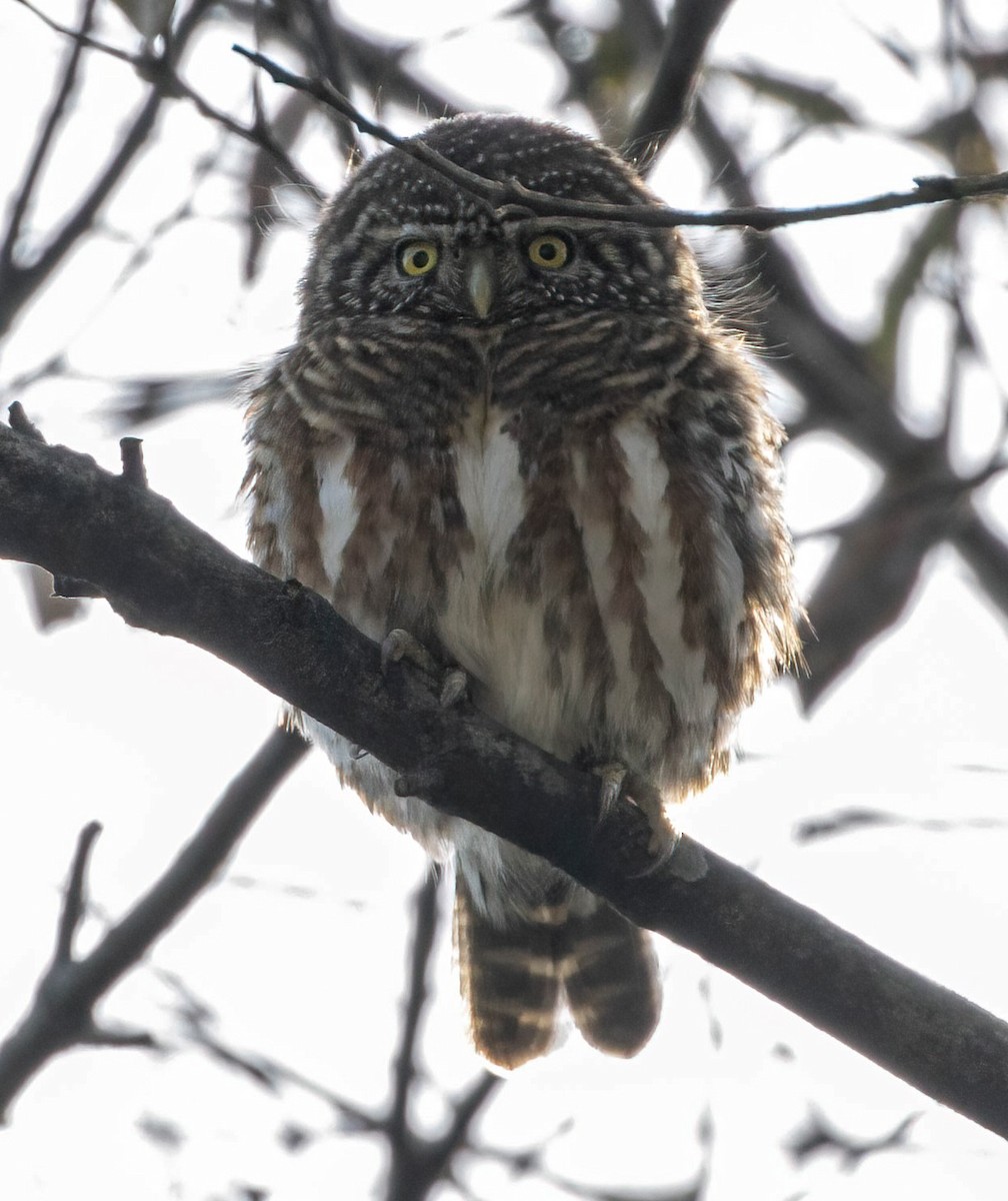 Collared Owlet - ML565961801