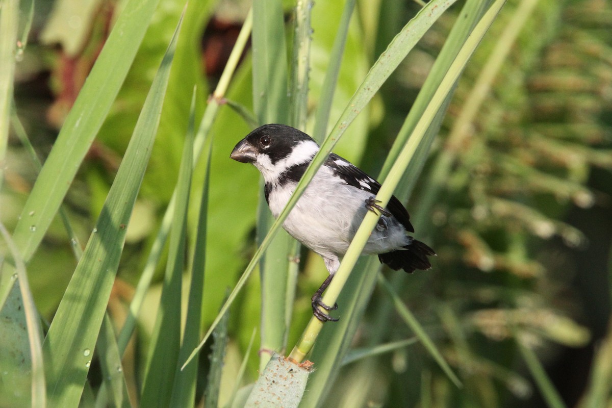 Wing-barred Seedeater - ML56596451