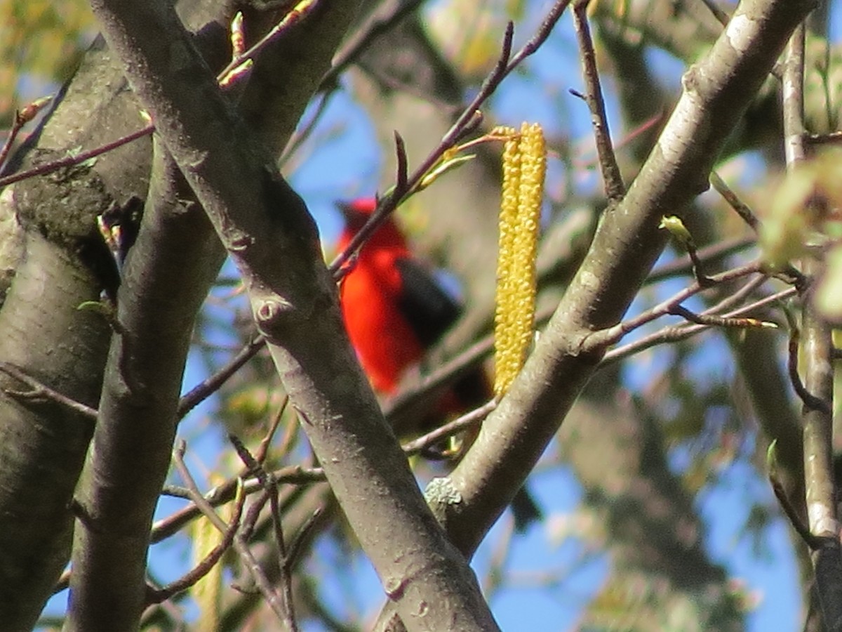 Scarlet Tanager - ML56596541