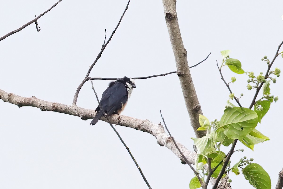 White-fronted Falconet - ML565970851