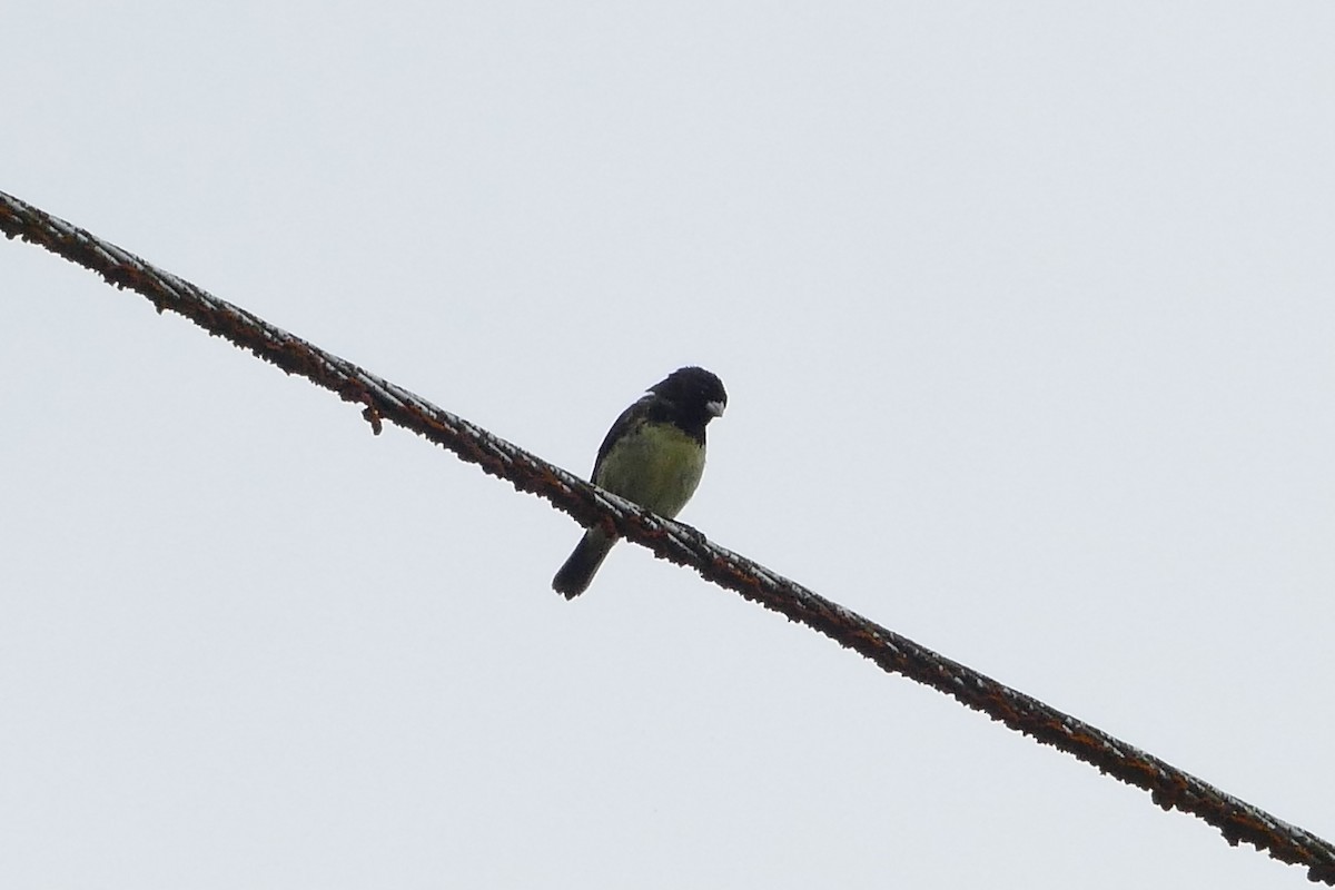 Yellow-bellied Seedeater - ML56597261