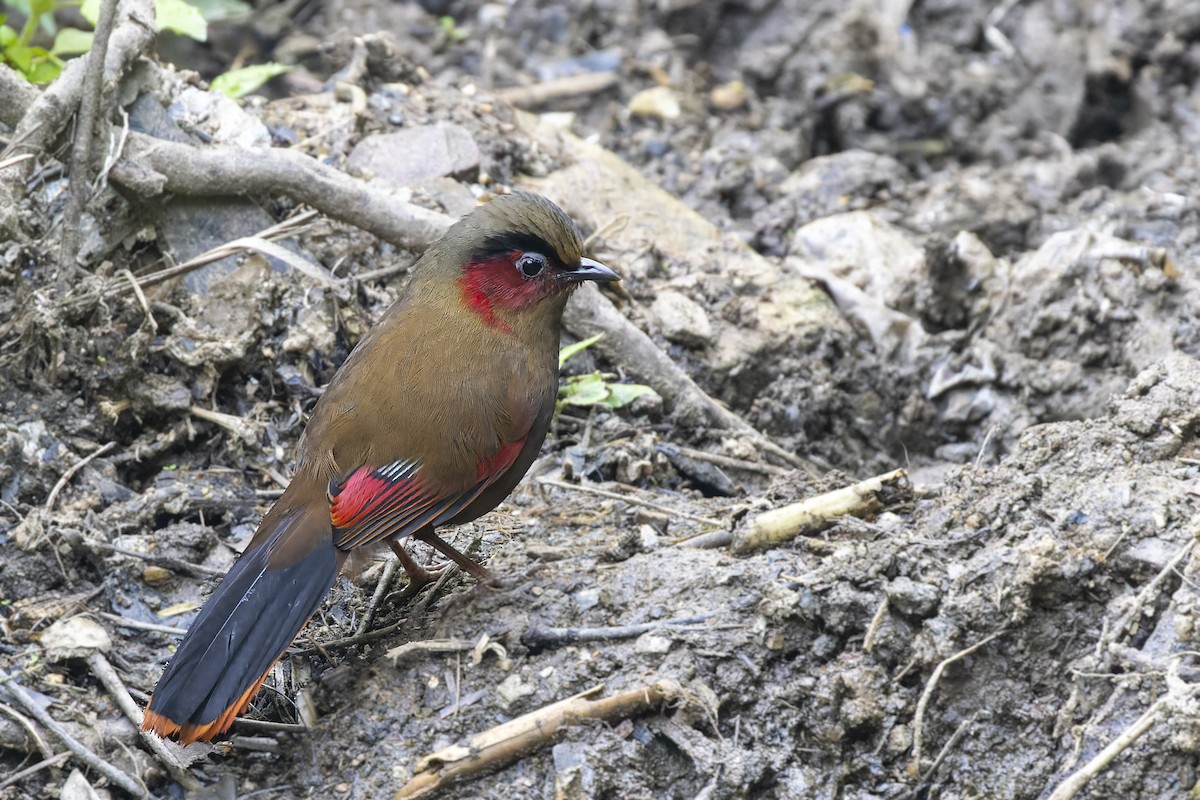 Red-faced Liocichla - ML565977241