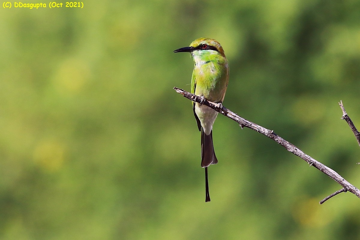 Asian Green Bee-eater - ML565978551