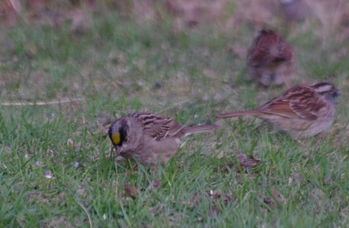 Golden-crowned Sparrow - Gary Palmer