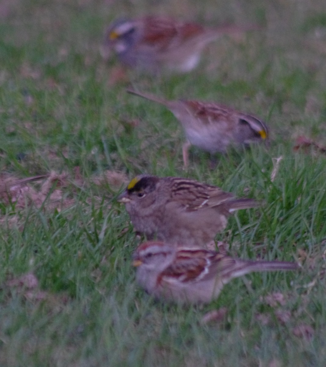 Golden-crowned Sparrow - ML56597981