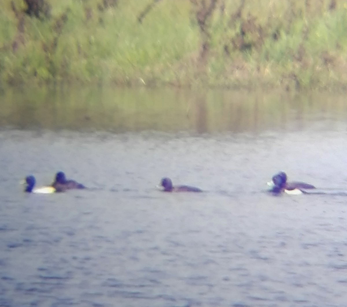 Greater Scaup - ML565980851