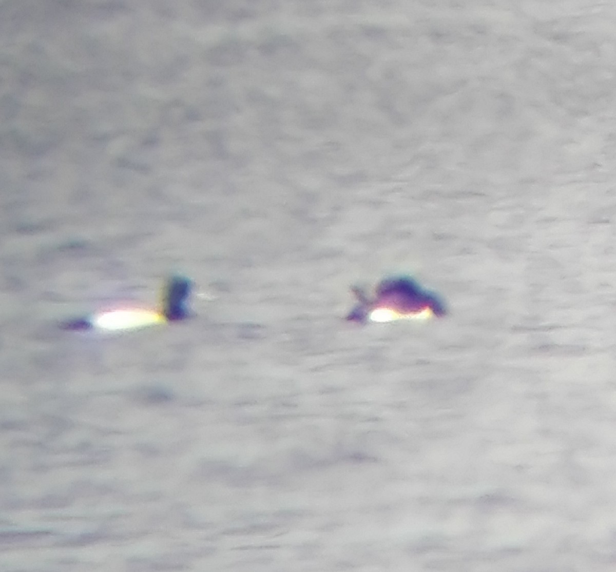 Greater Scaup - ML565980871