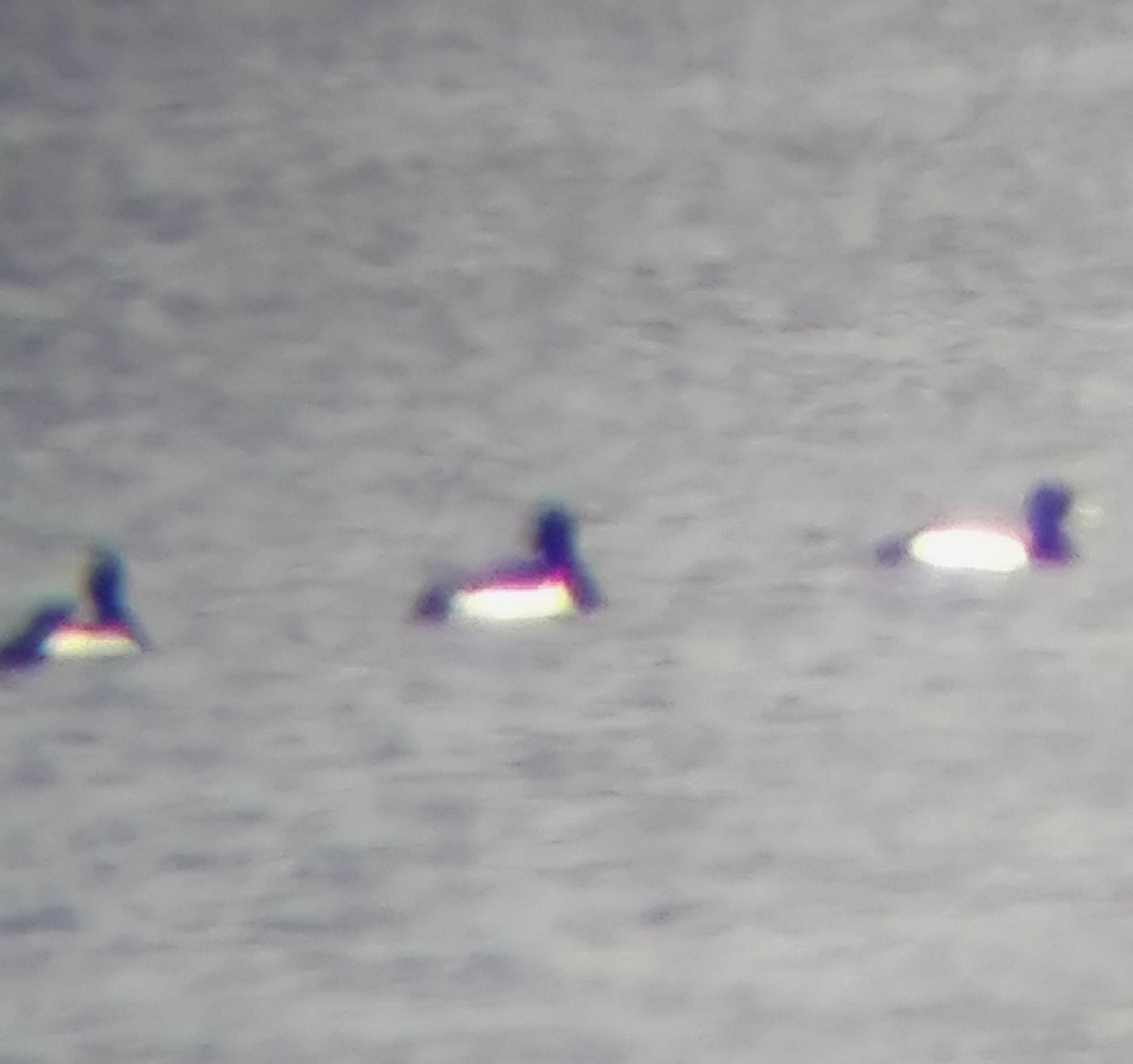 Greater Scaup - ML565980881