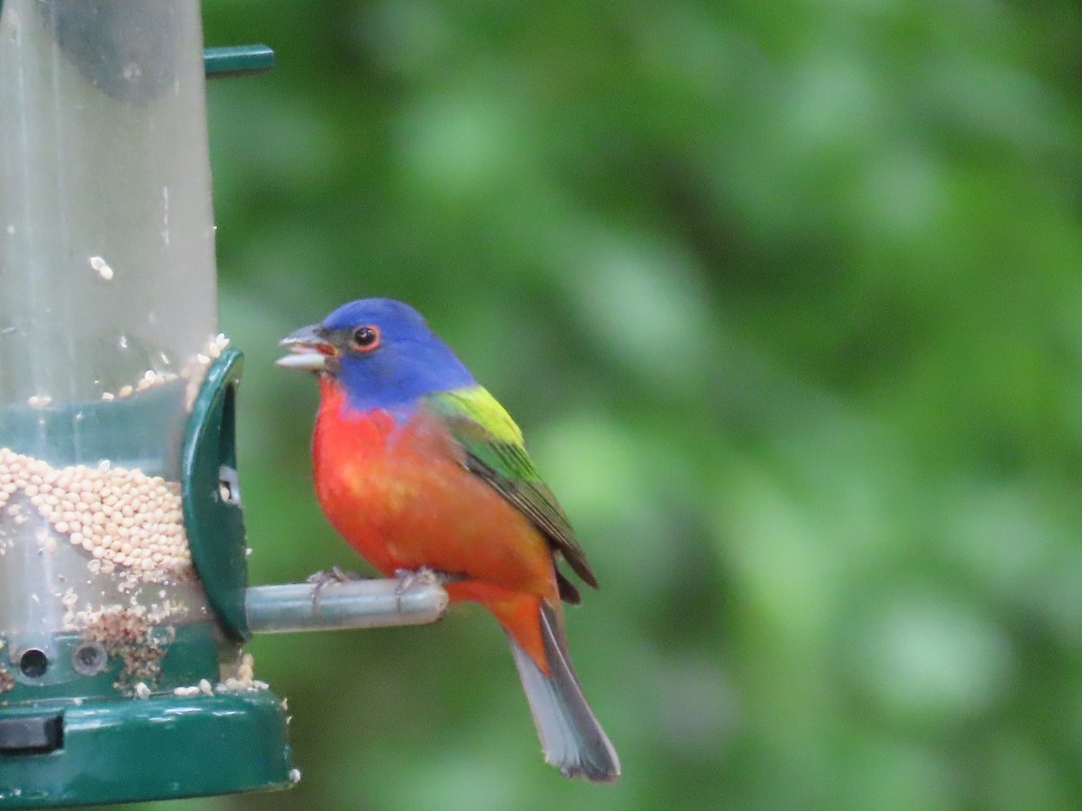 Painted Bunting - ML565980931