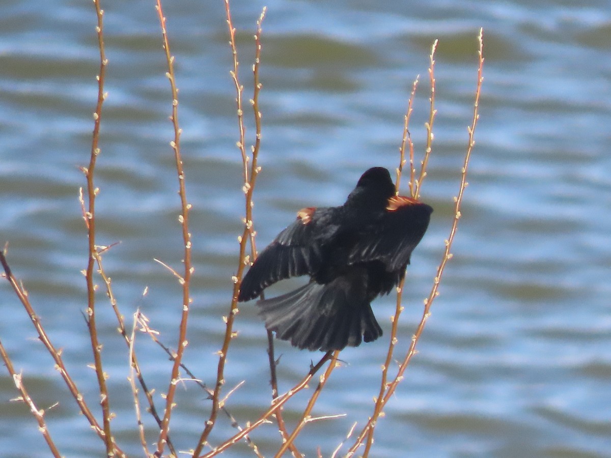 Red-winged Blackbird - ML565984841