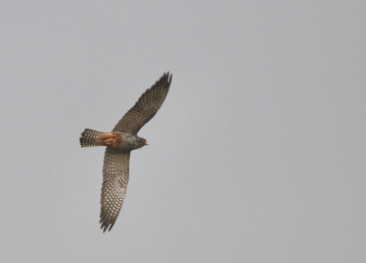 Red-footed Falcon - ML565987351